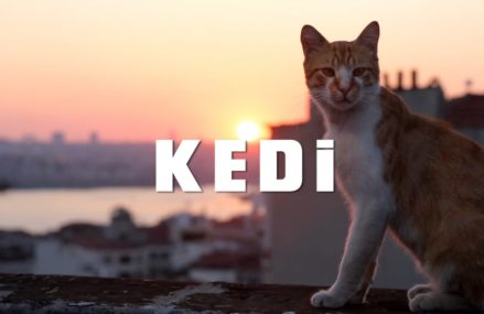 Monday Night Film Series: Kedi