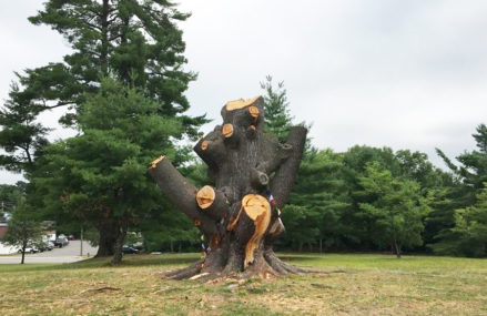 Fredericton Invites Sculpture Proposals for Odell Park White Pine